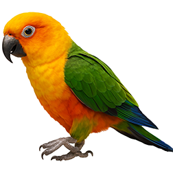 Jenday Conure